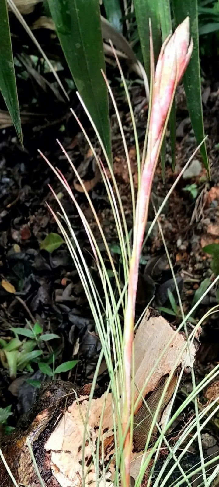 Tillandsia juncea on driftwood mount