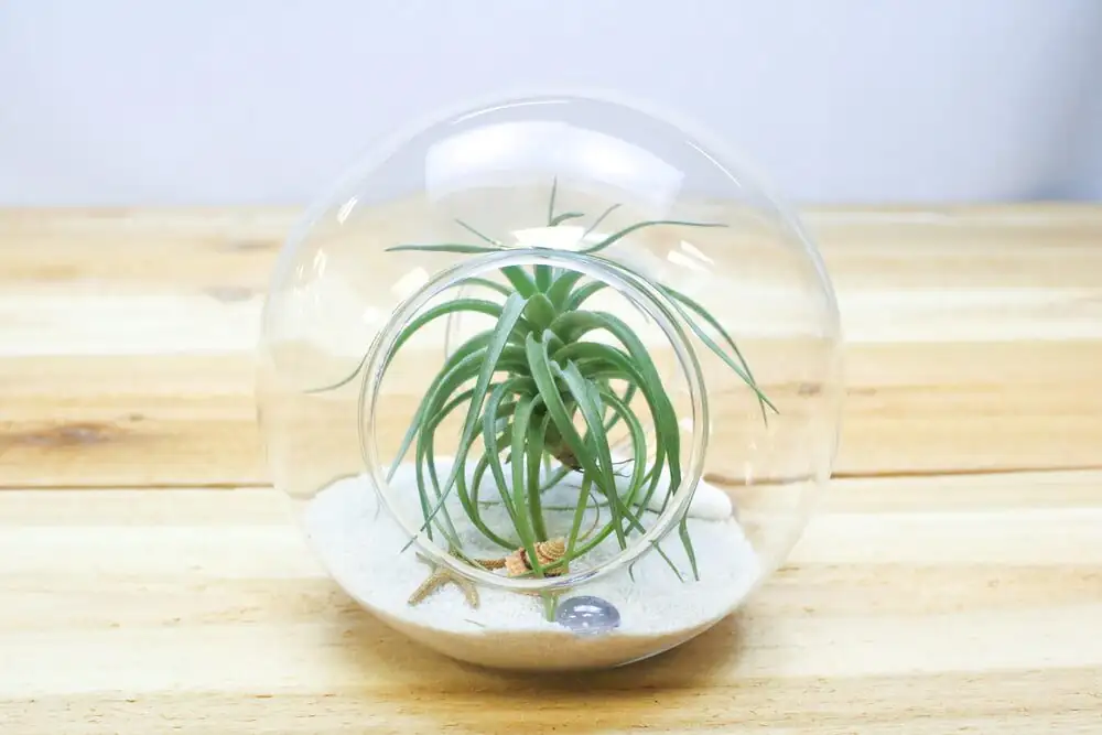 Tillandsia juncea open terrarium styling