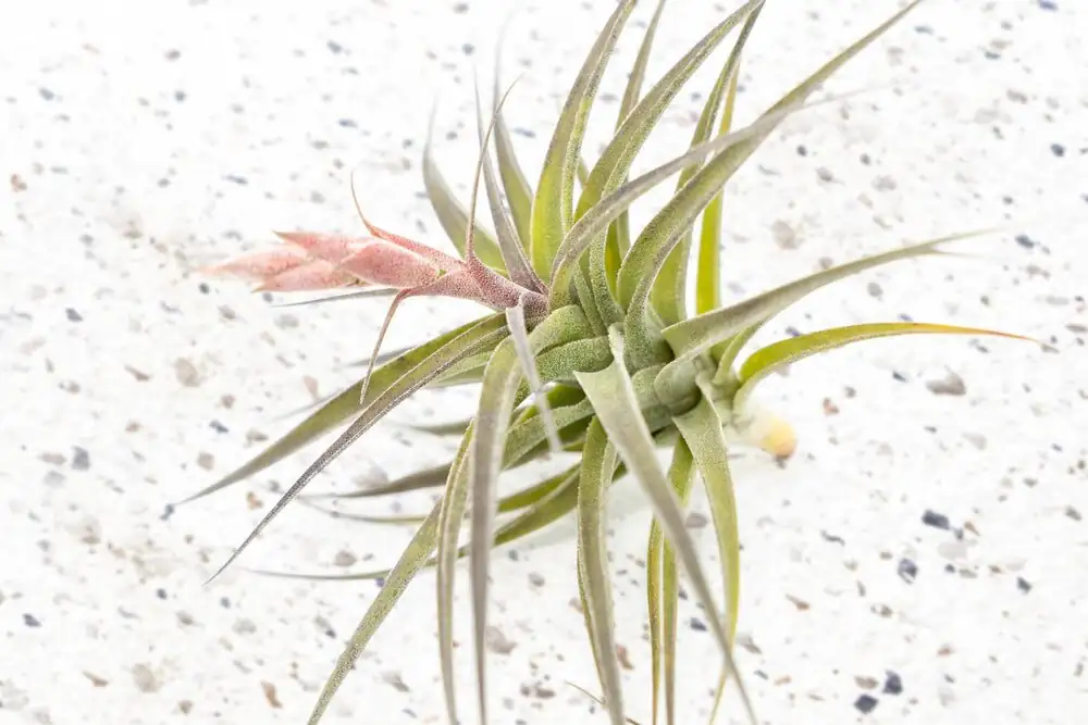 Week-by-Week Care Calendar: Dialing Light, Water, and Fertilizer for Tillandsia juncea Through the Seasons