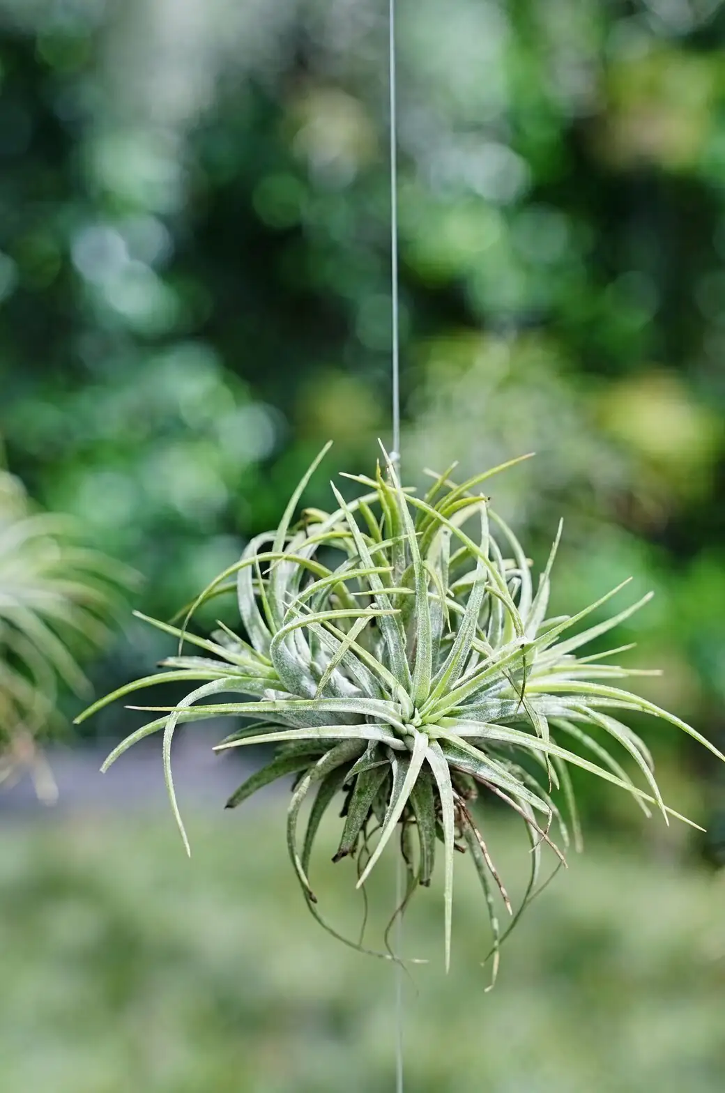tillandsia juncea bright window shelf