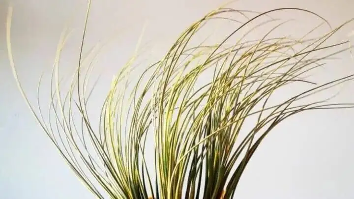 tillandsia juncea pups at base