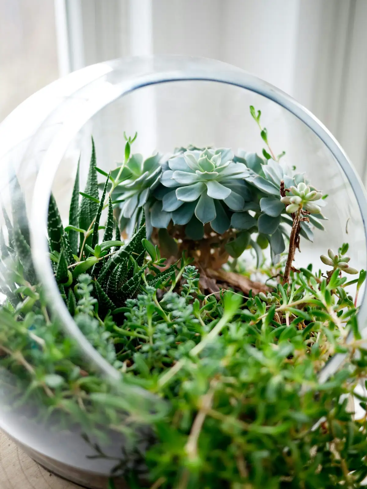 The Glass Trap: Open vs. Closed Terrariums for Tillandsia juncea (And How to Keep Airflow Gorgeous)
