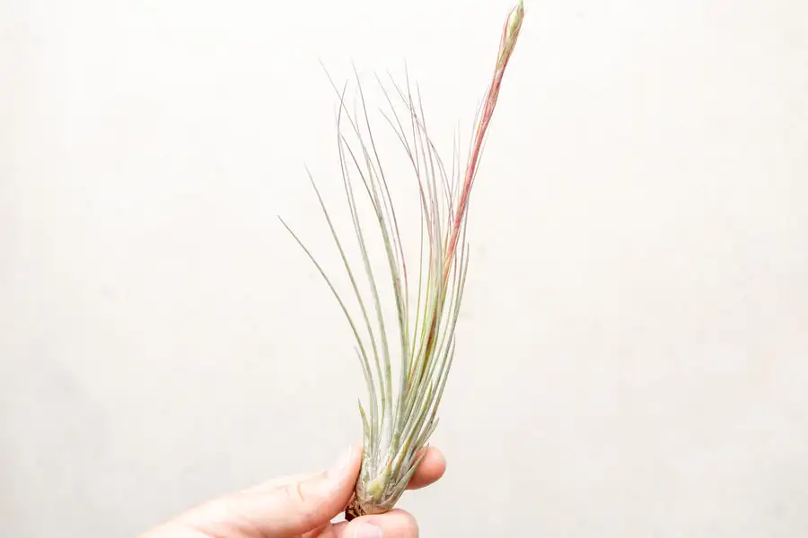 Tillandsia juncea bloom spike close-up