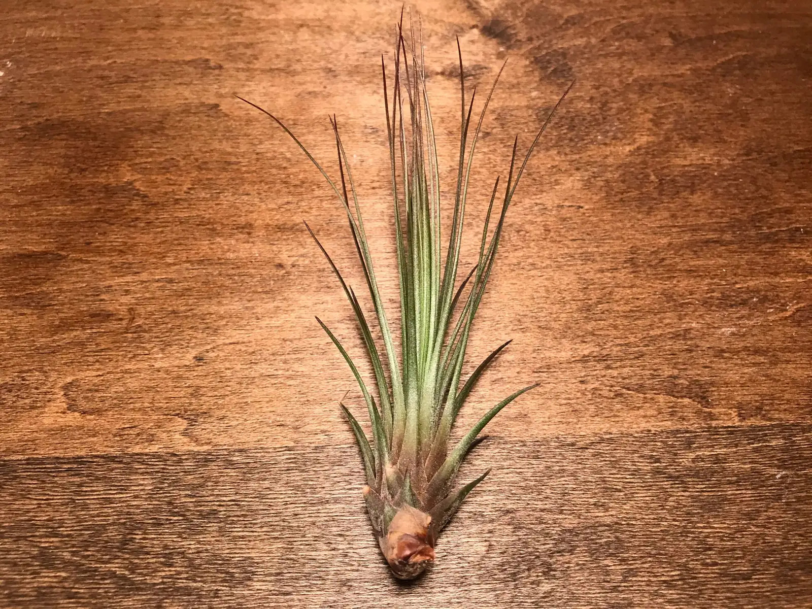 Tillandsia juncea upside down drying
