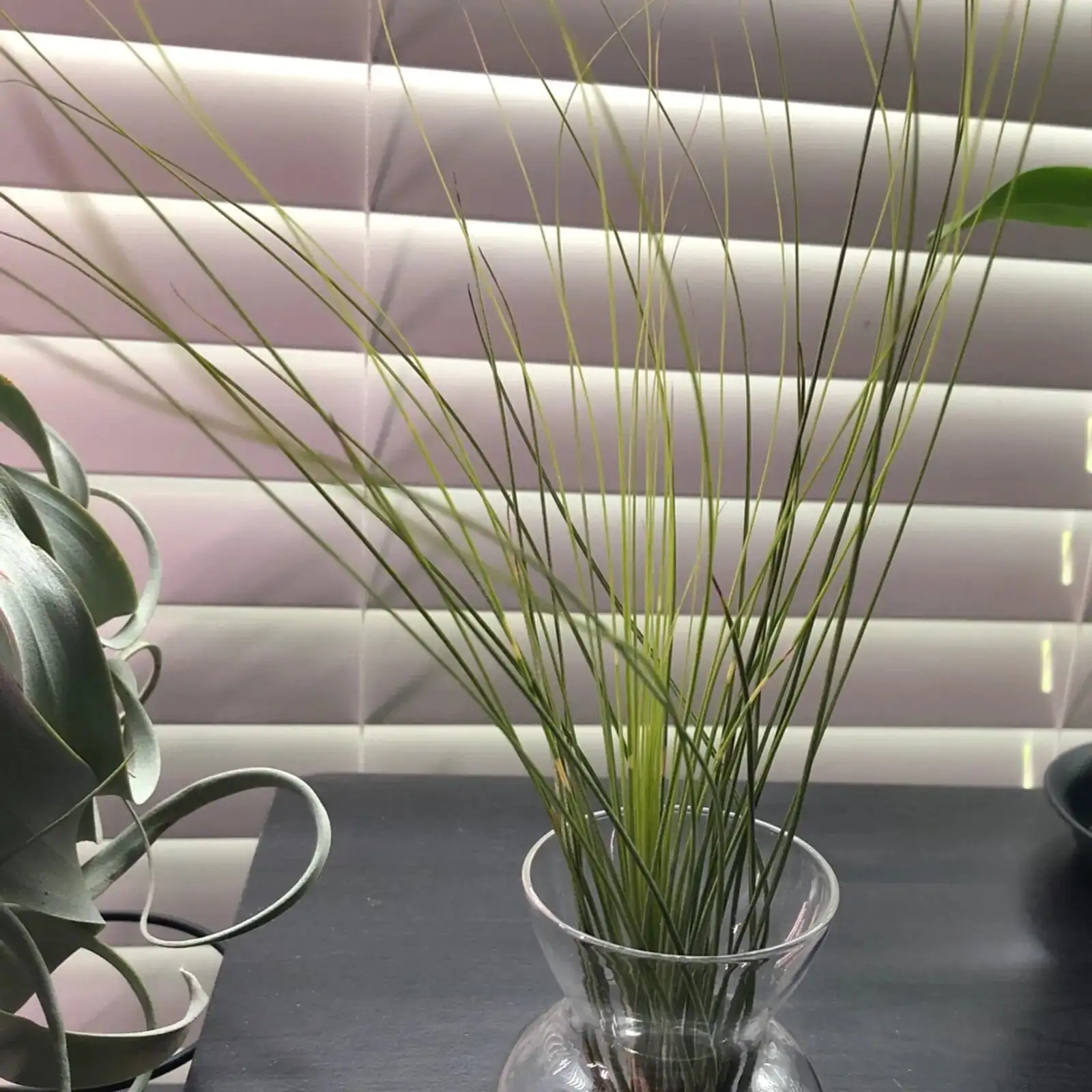 Balcony to Bathroom: Where Tillandsia juncea Thrives Indoors and Out—Light Maps and Airflow Hacks