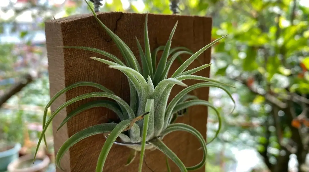 tillandsia juncea bathroom skylight mount