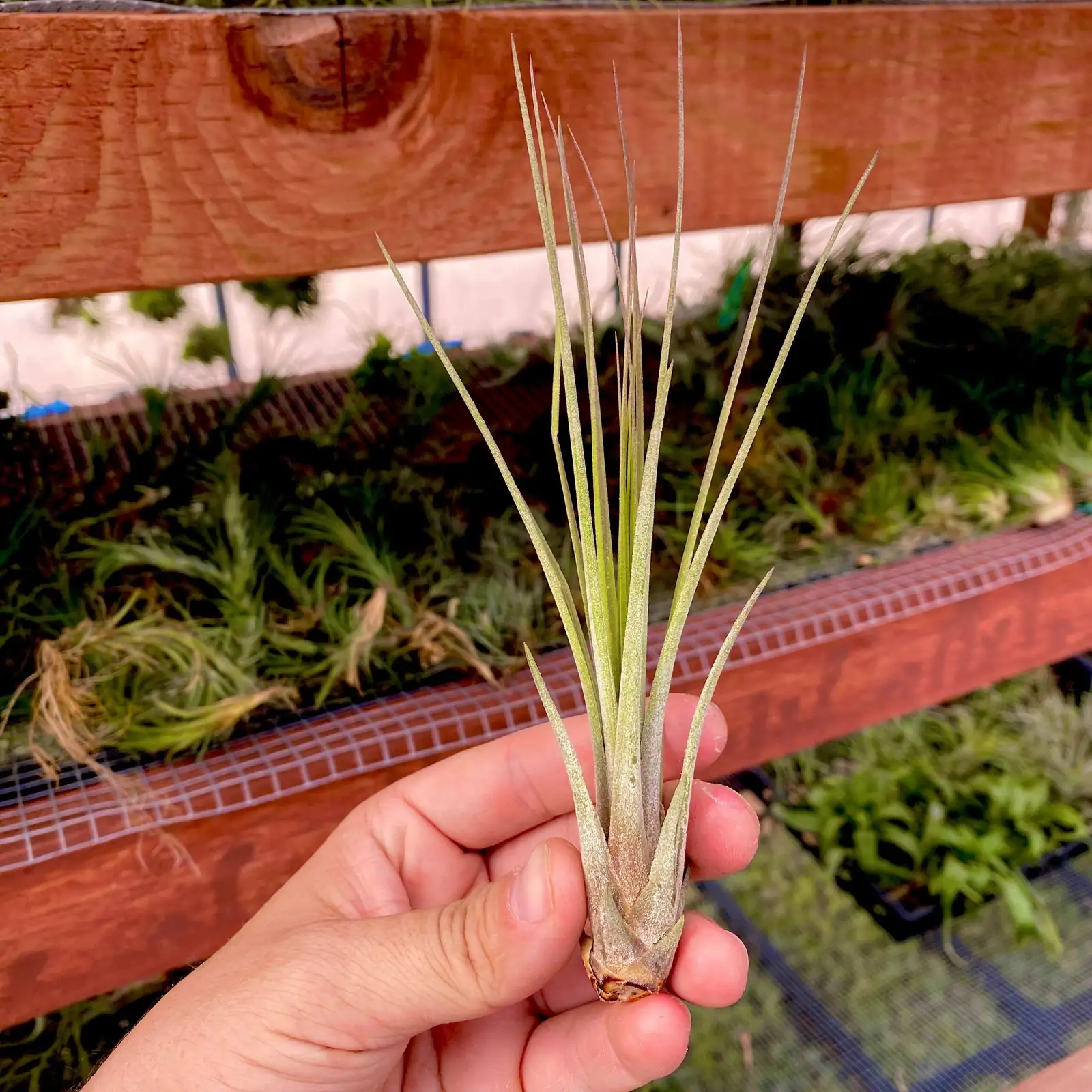 tillandsia juncea tissue airflow test