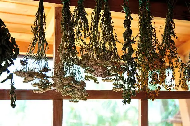 tillandsia juncea soaking and drying