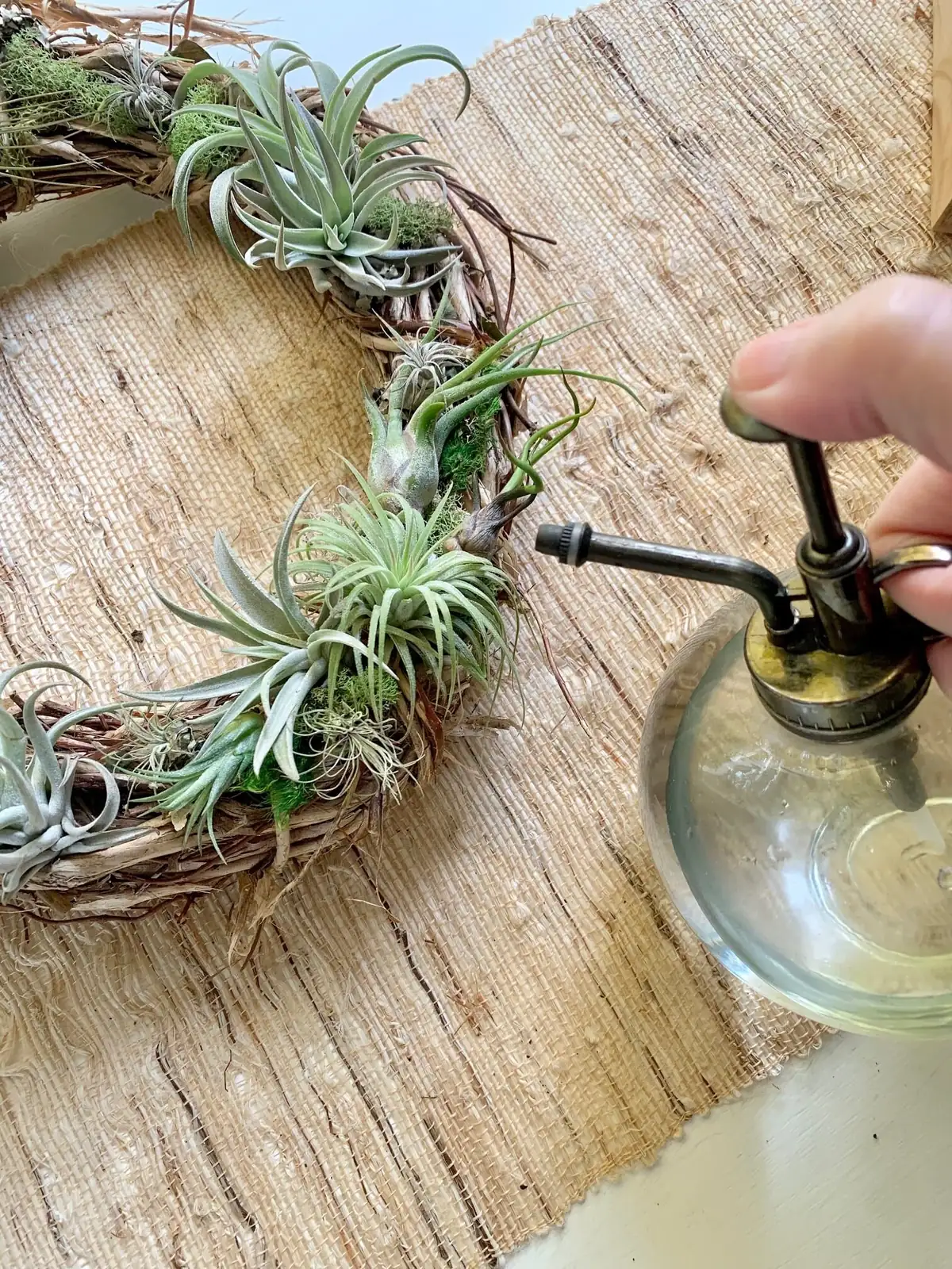 tillandsia juncea misting spray