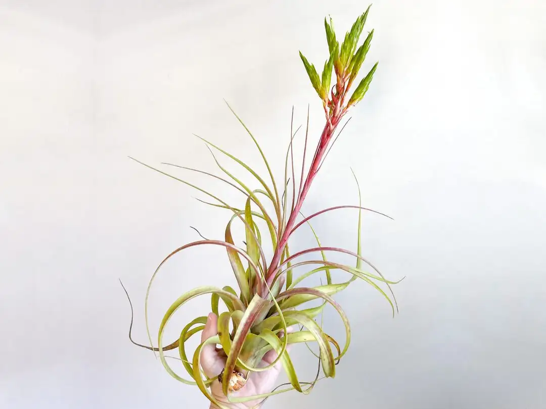 tillandsia juncea bloom spike close-up