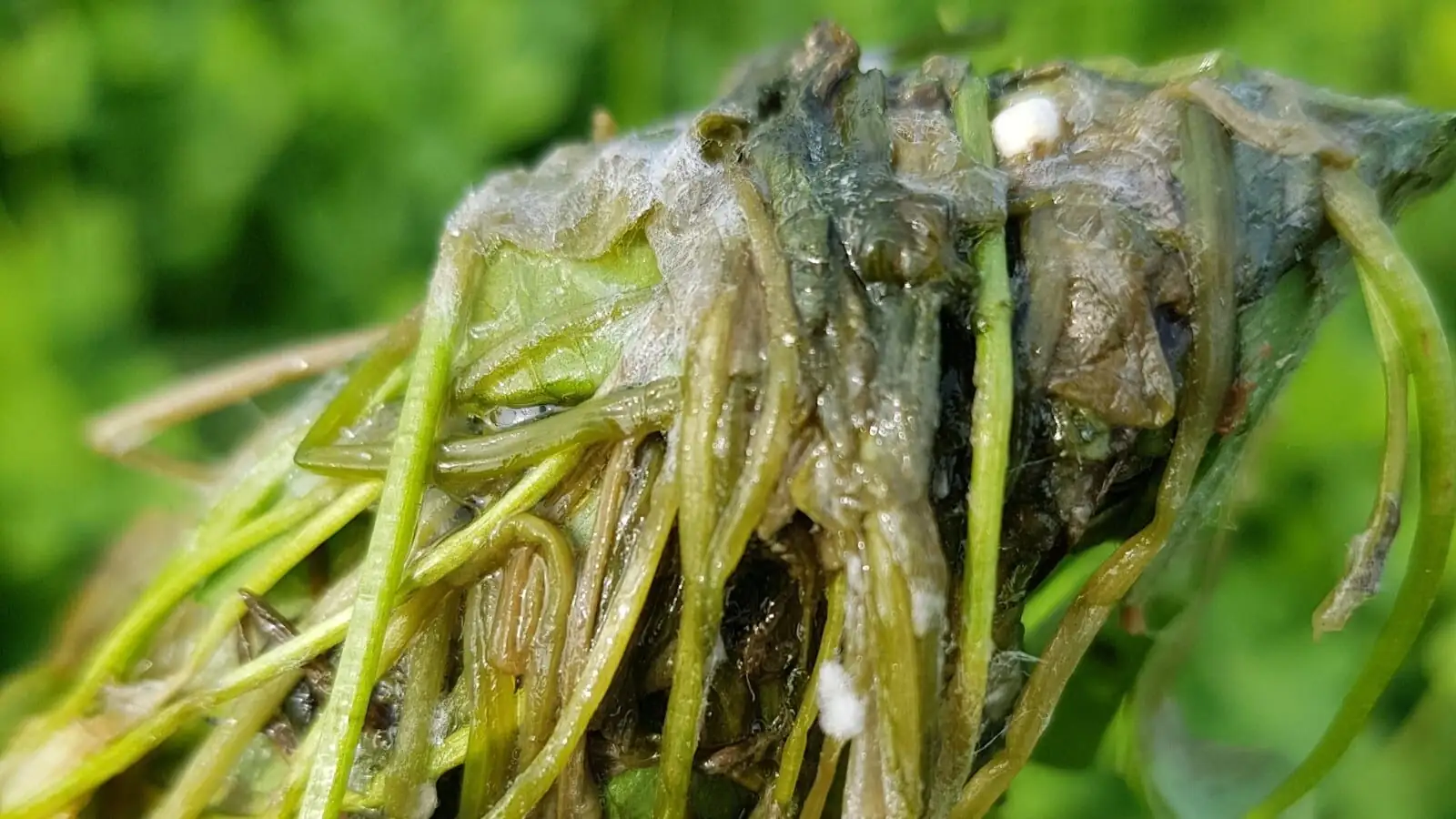 Tillandsia juncea crown rot close-up