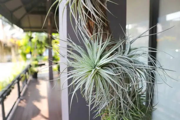 tillandsia juncea offset comparison