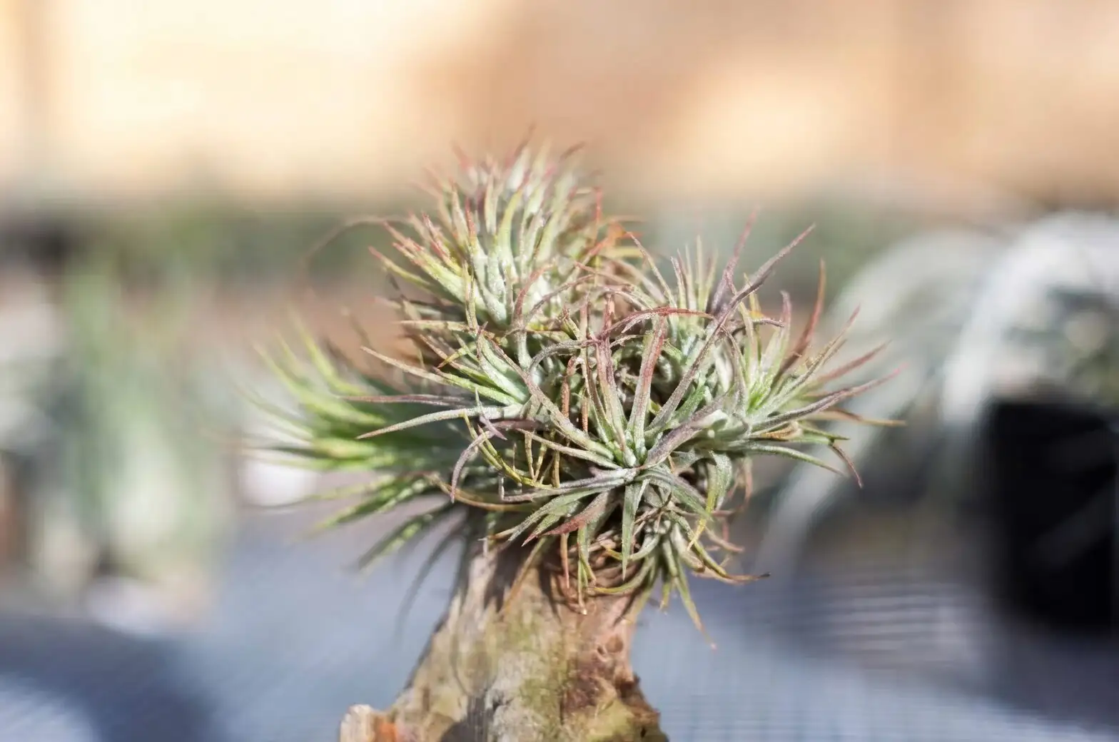 tillandsia juncea clump on driftwood