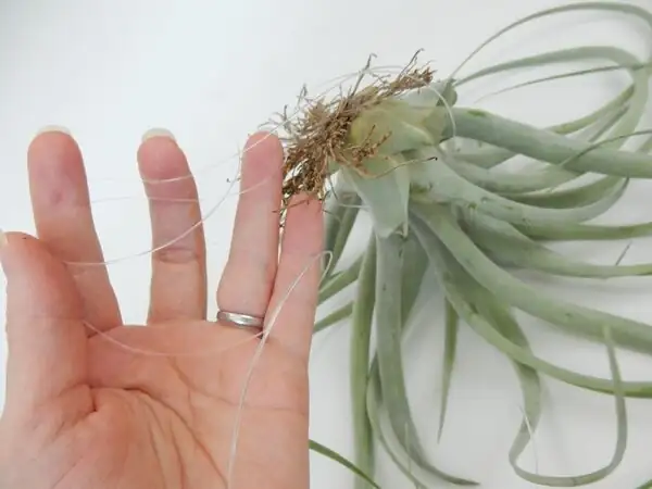 tillandsia juncea fishing line wrap