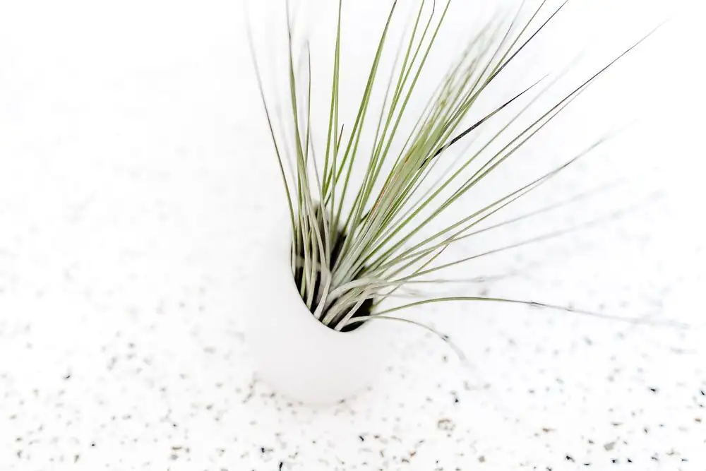 tillandsia juncea hanging window display