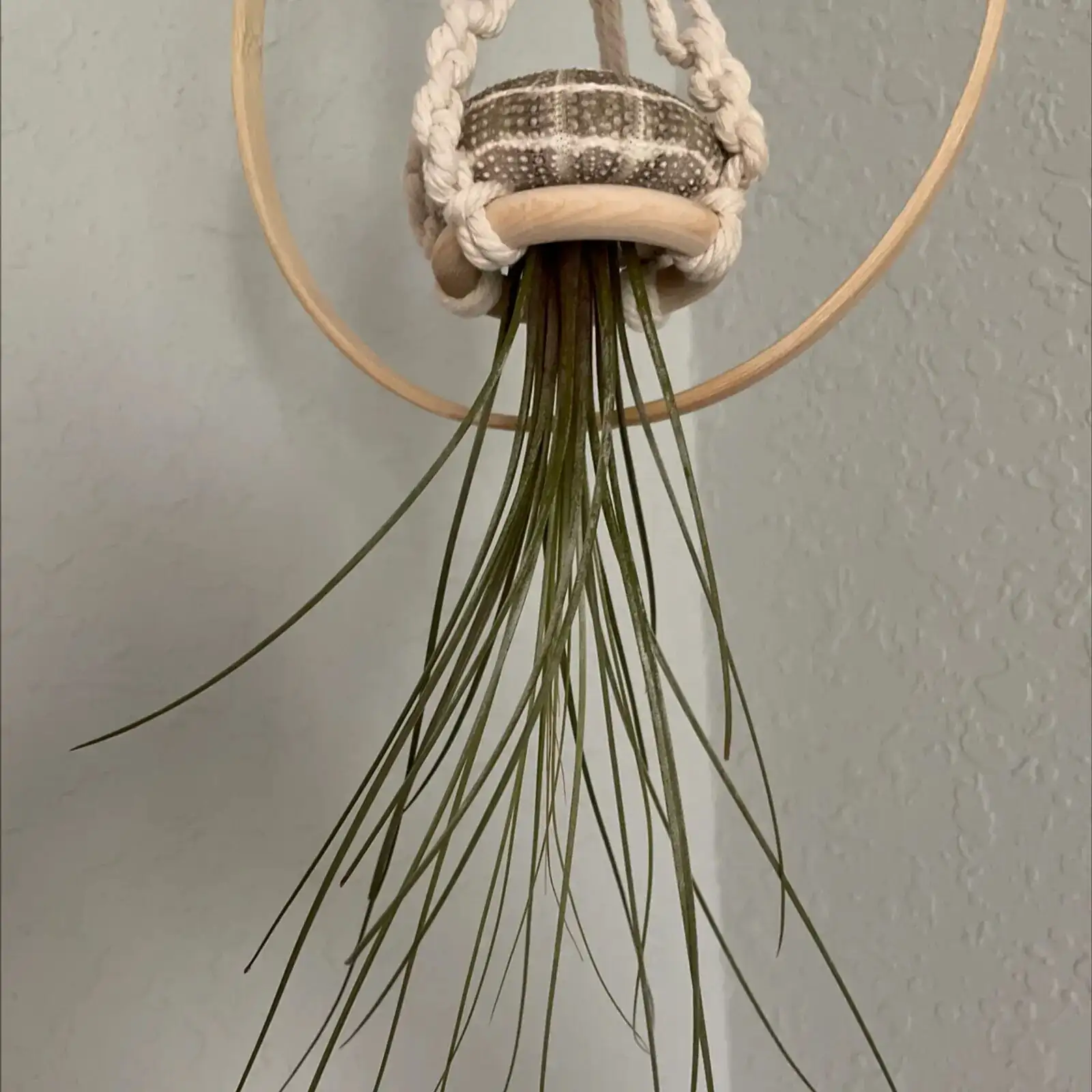 tillandsia juncea drying upside down