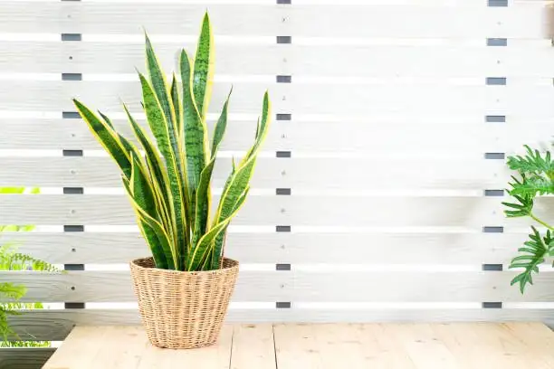 tillandsia juncea bright window fan