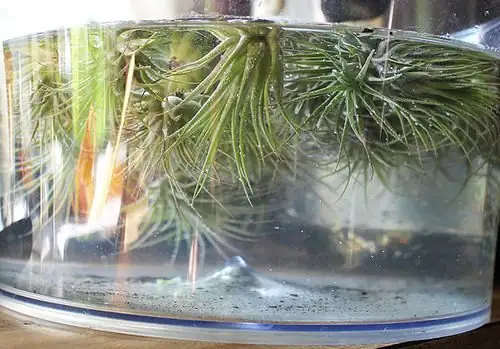tillandsia juncea soaking bowl water