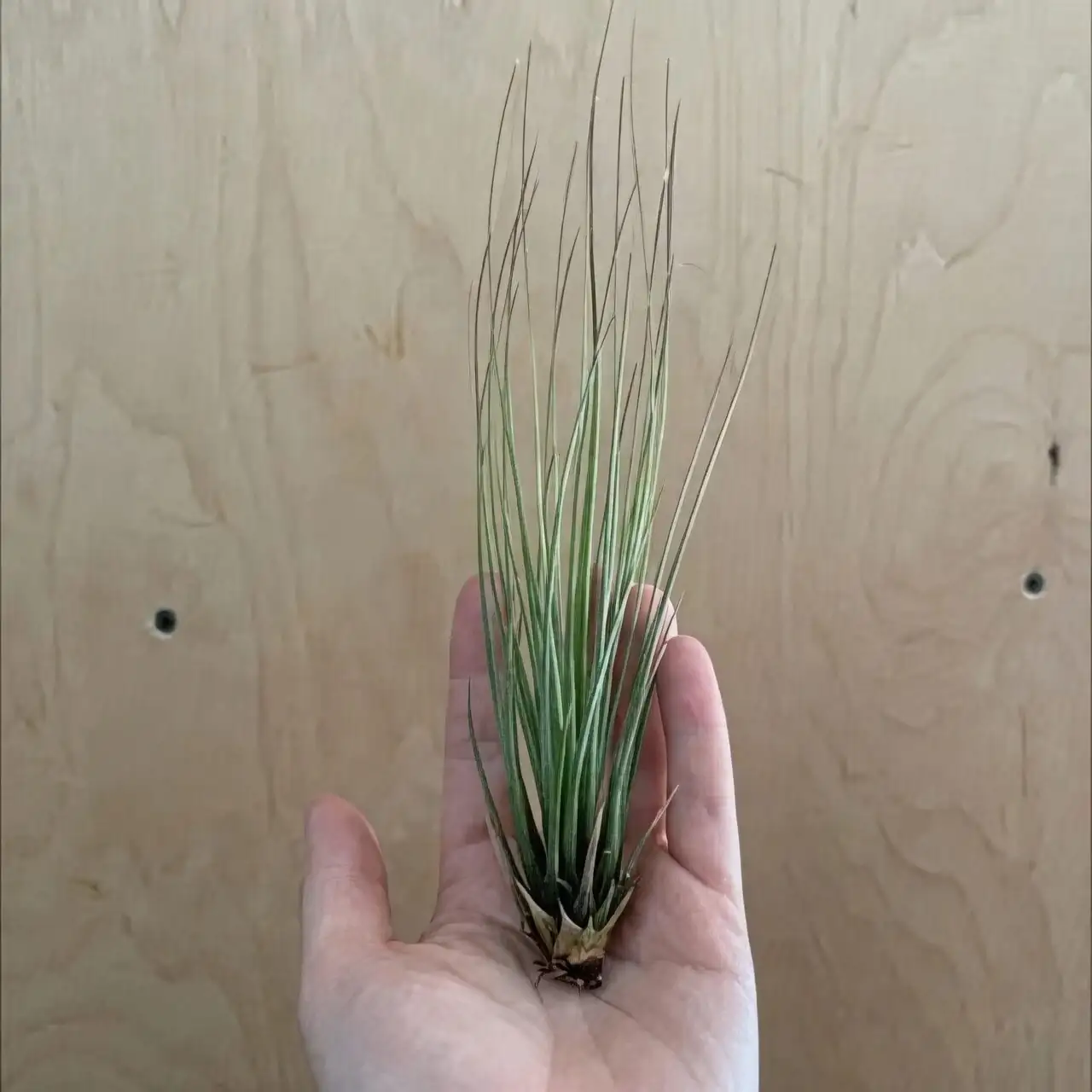 Tillandsia juncea misting leaves