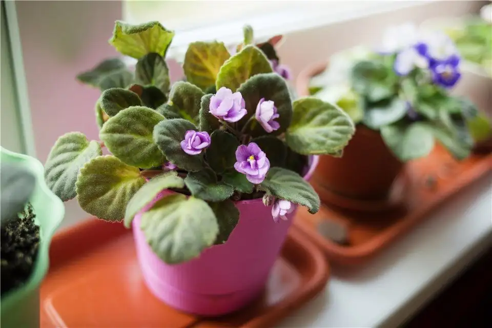 Persian violet bright indirect light window