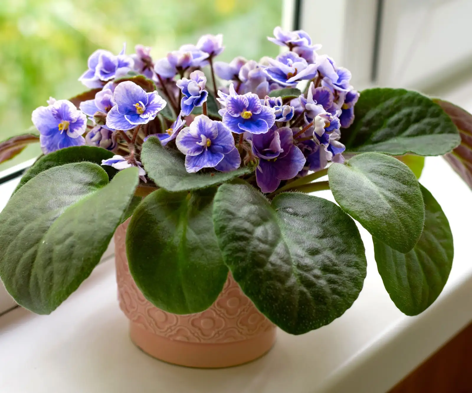 Aphids at the Party? Persian Violet Rescue Guide With Zero-Stress Fixes