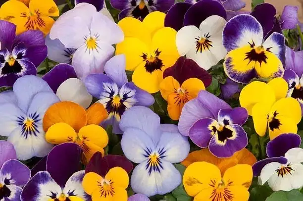 Persian violet yellow sticky trap