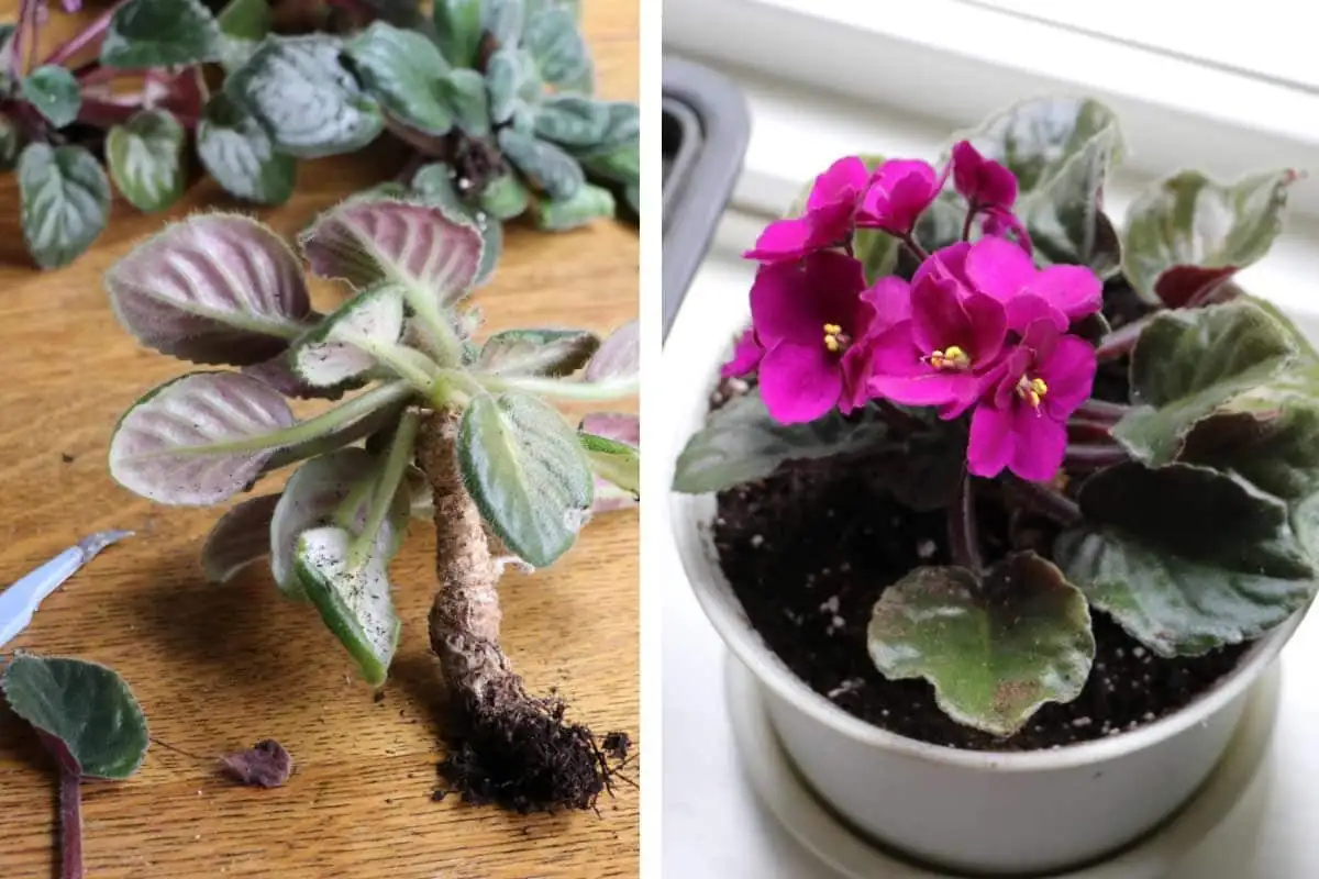 Persian violet root trimming repot