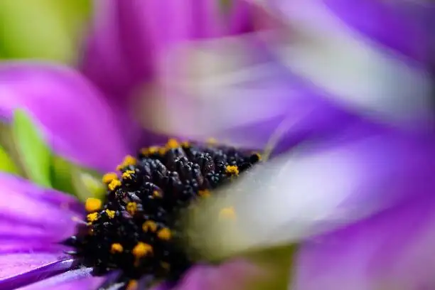 Persian violet flower yellow anthers macro