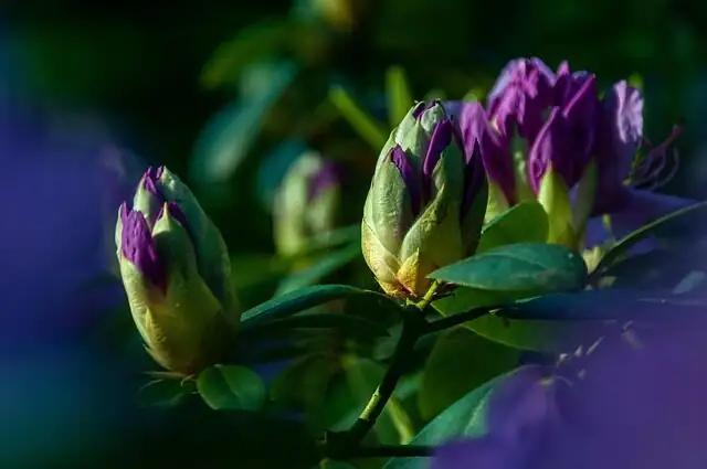 Persian violet greenhouse benches buds
