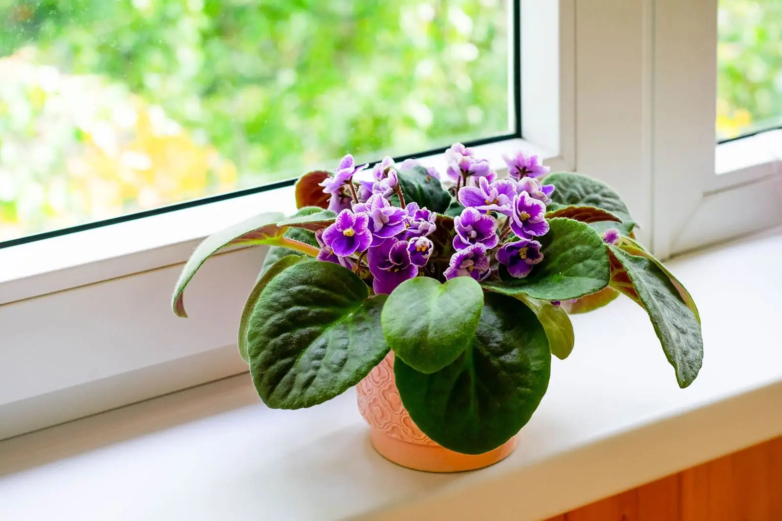 The Little Flower With a Golden Heart: 7 Quirks of Persian Violet You’ll Love