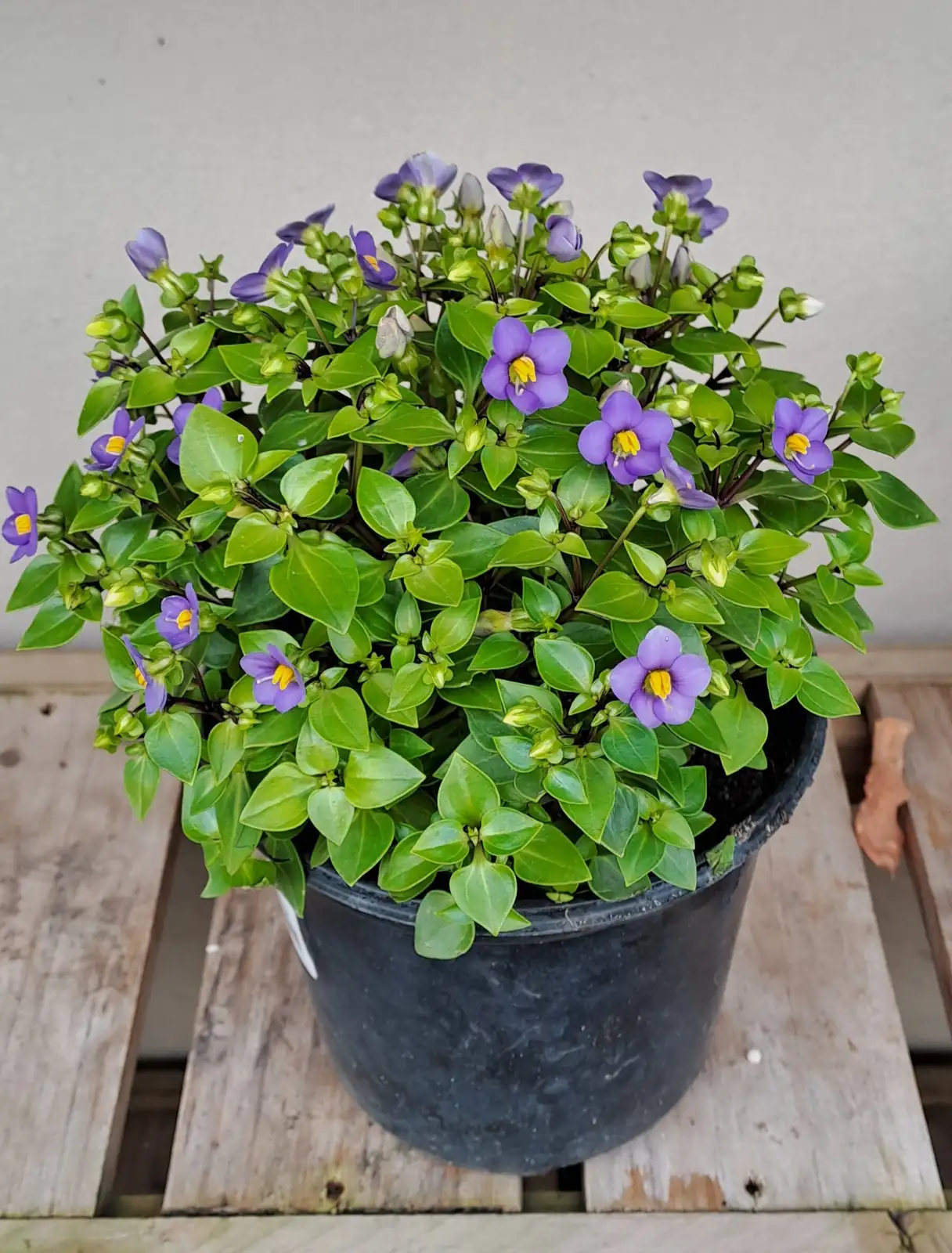 persian violet compact mound blooms