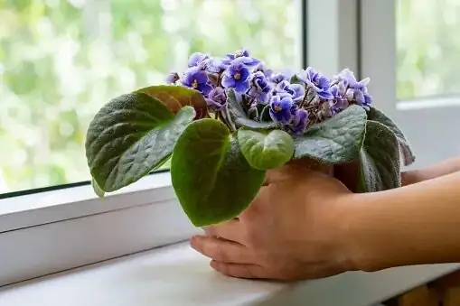 persian violet clustered pots decor