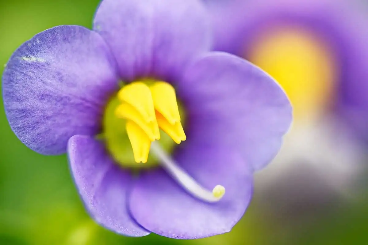 persian violet flower macro close-up
