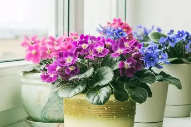 Seed to Snowy Bloom: Grow Persian Violet From Seed Like a Pro