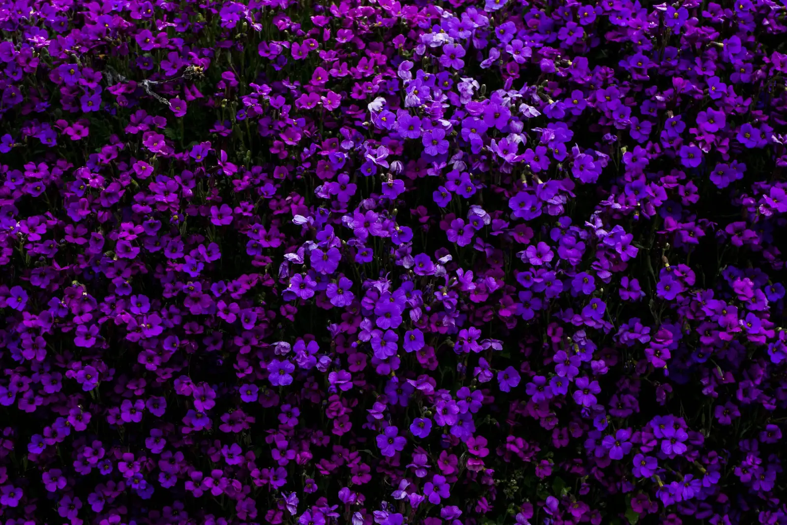 persian violet seed surface sowing