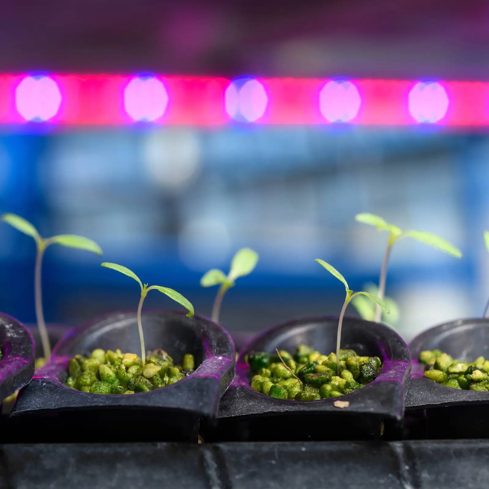persian violet seedlings under grow lights