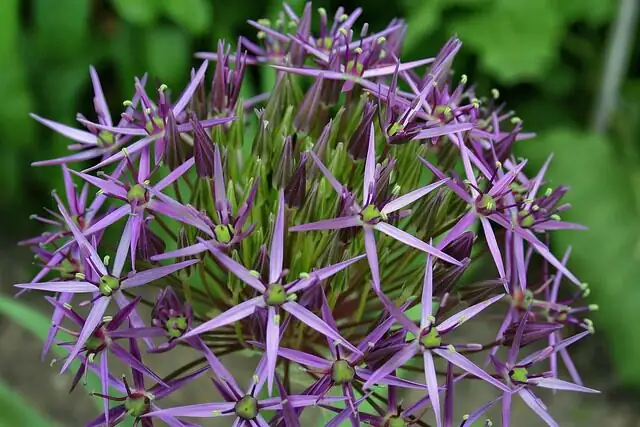 Persian violet deadheading snips close-up