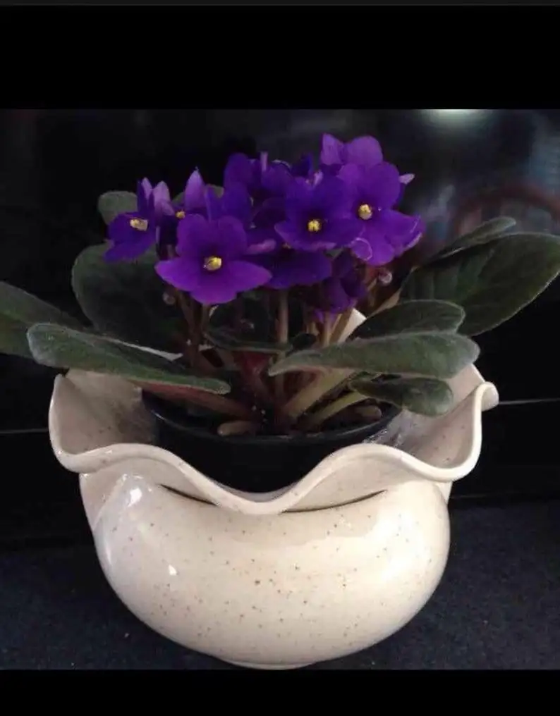 Persian violet watering fine spout