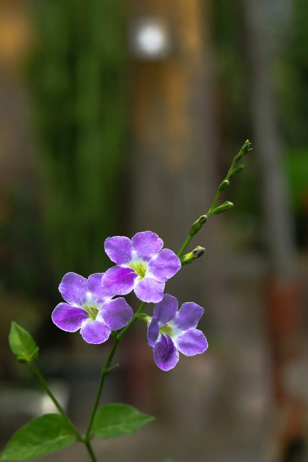 Roommates That Help It Shine: Best Companions for Persian Violet’s Cool, Humid Vibe