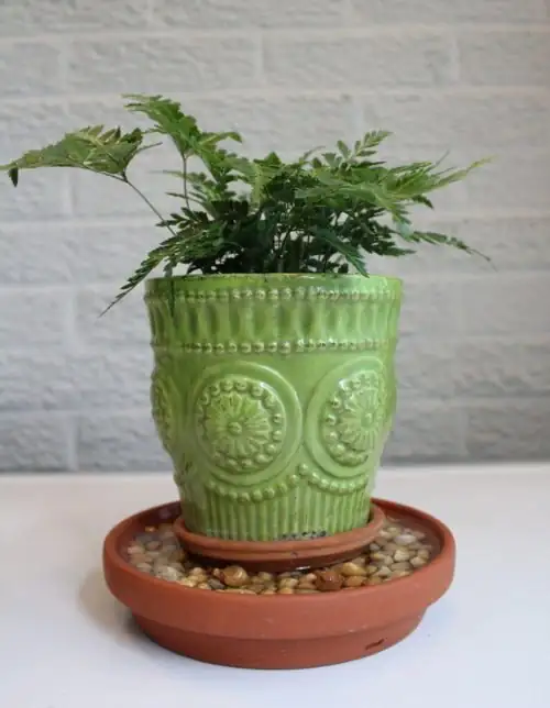 Persian violet with ferns pebble tray