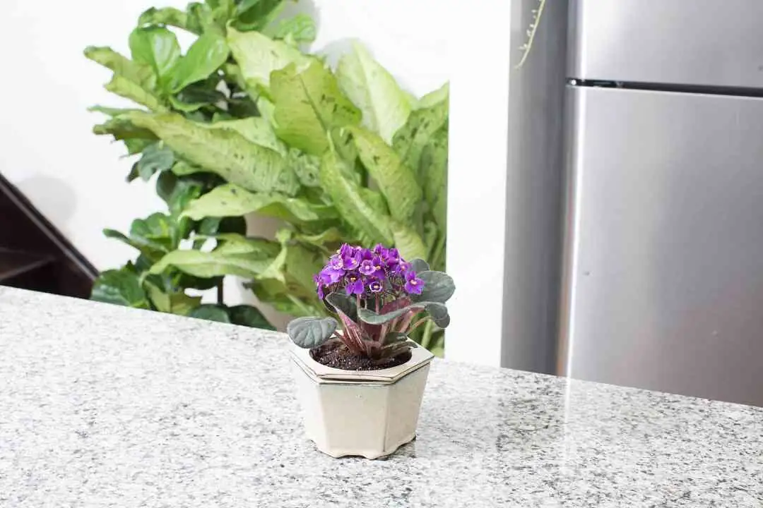 Persian violet watering soil line