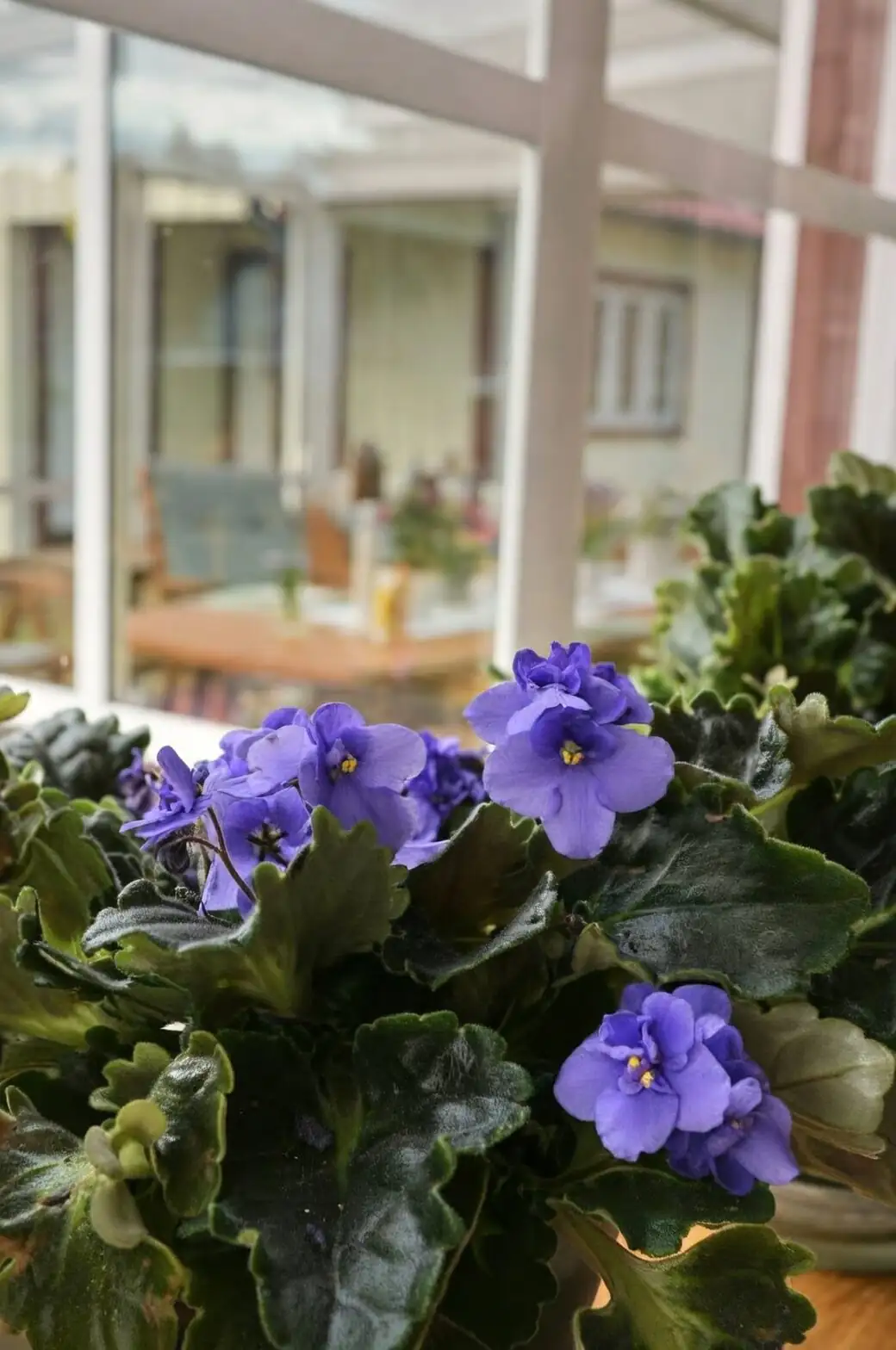 Persian violet and streptocarpus east window