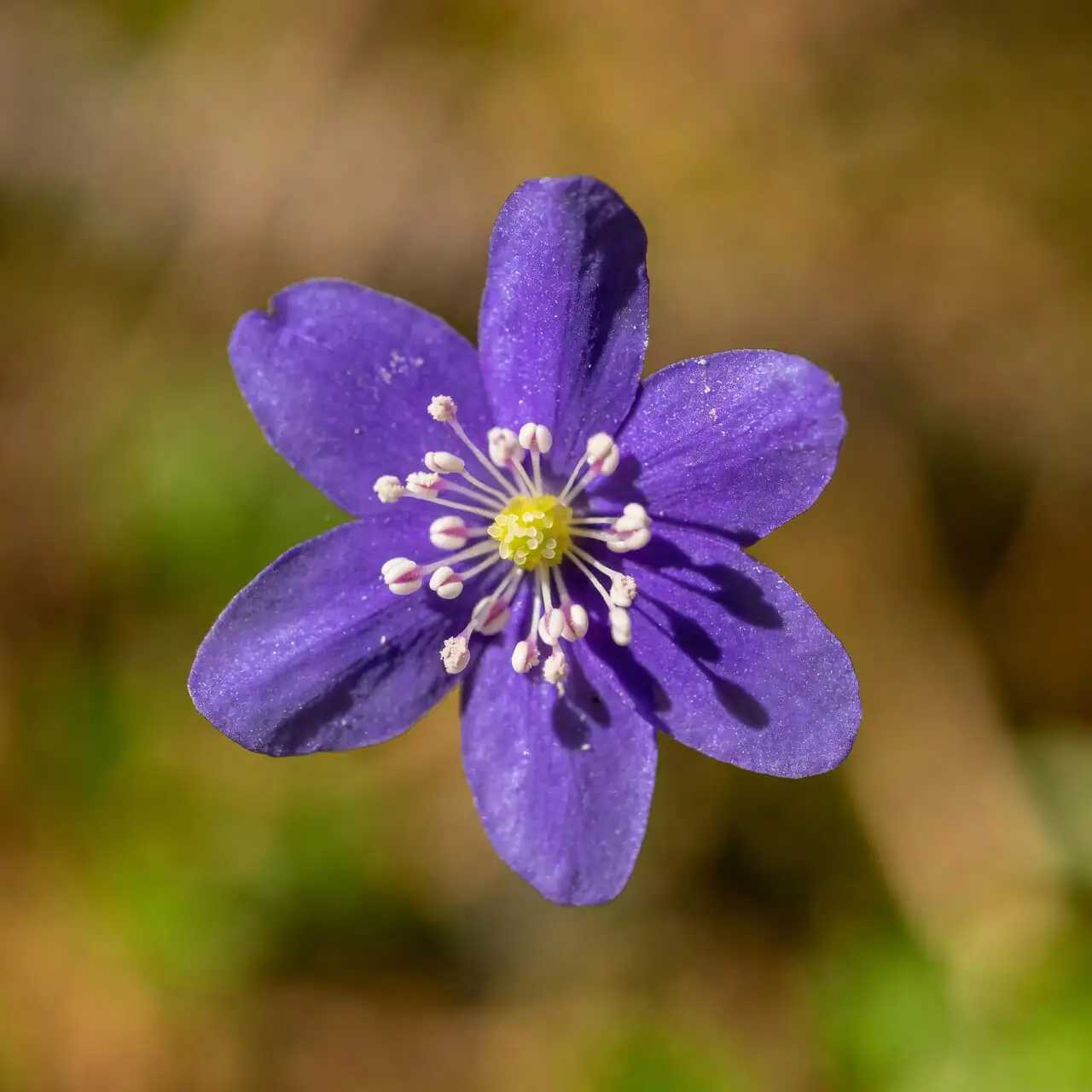 exacum affine flower close-up anthers