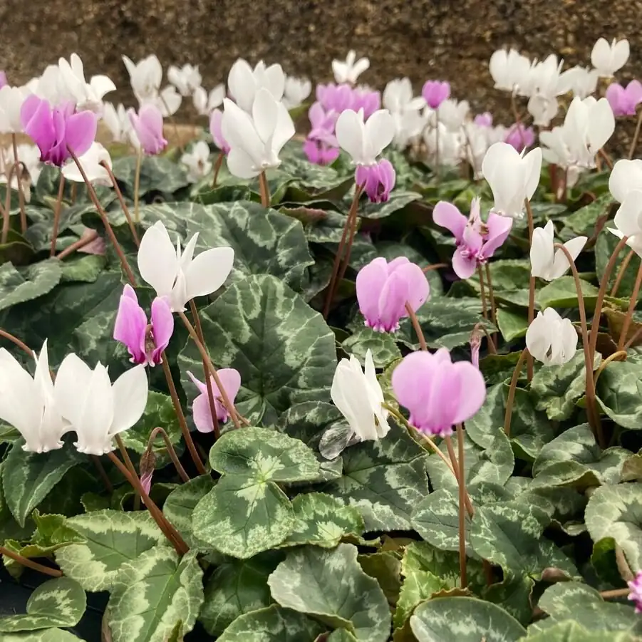 Persian violet nursery selection buds