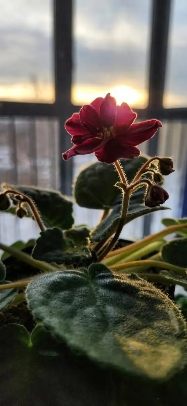 Dry Heat Is the Villain: Humidity Hacks That Rescue Persian Violet Indoors