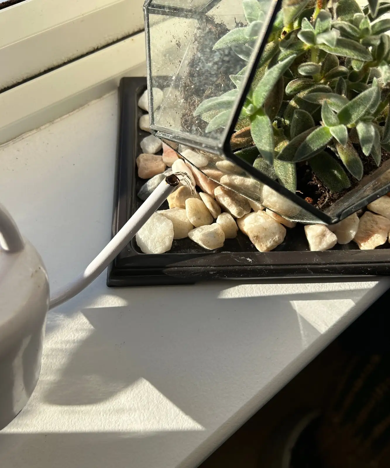 Persian violet on pebble tray