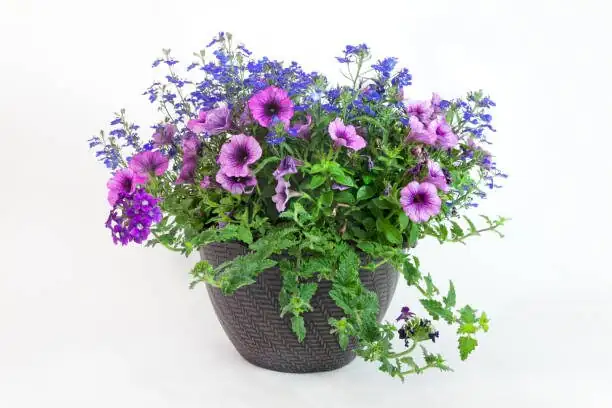 Persian violet double pot cachepot