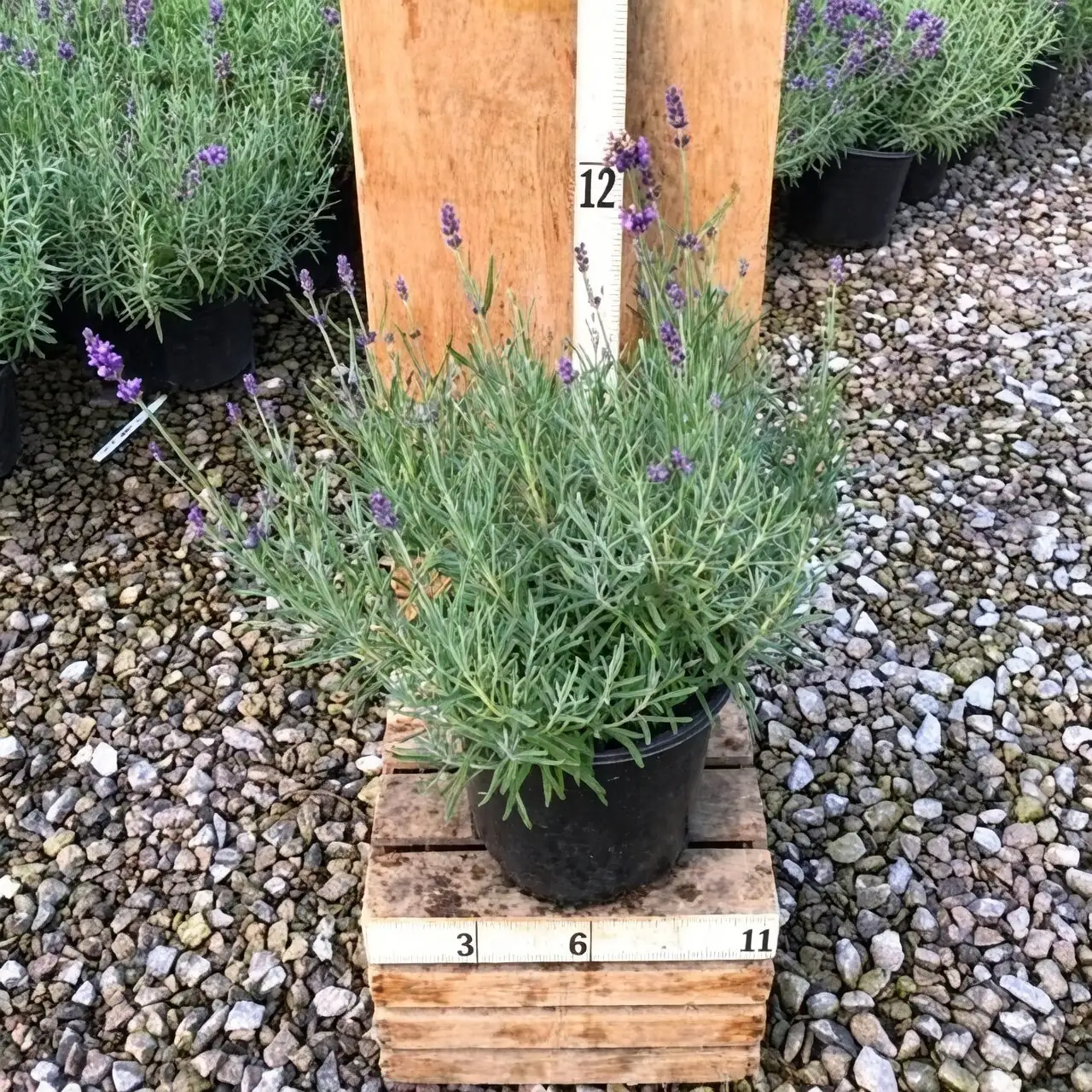 persian violet nursery shelf buds