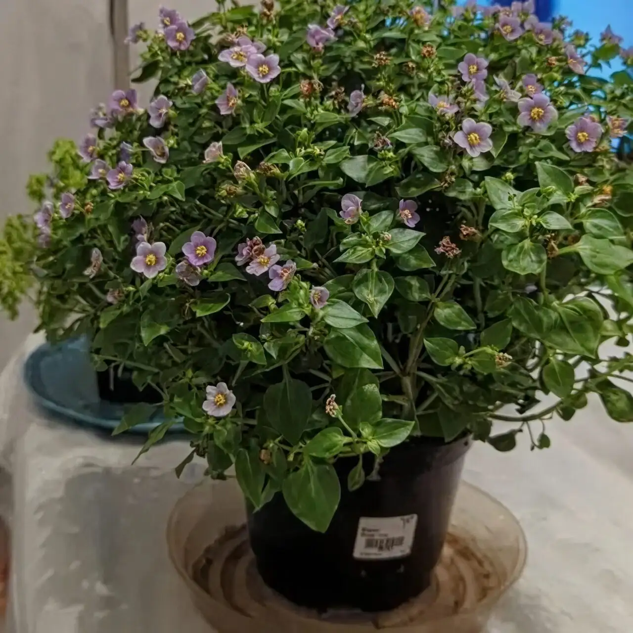 别让根系口渴：紫芳草浇水、光照与湿度的“稳开花”通关秘籍