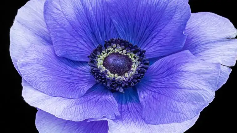 persian violet bottom watering basin